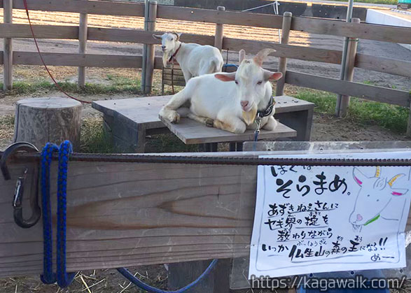 そらまめくんはまだ小さくて可愛いーー！あずき姉さんは流石の貫禄でした。 （ゆうのすけくんはいなかった）