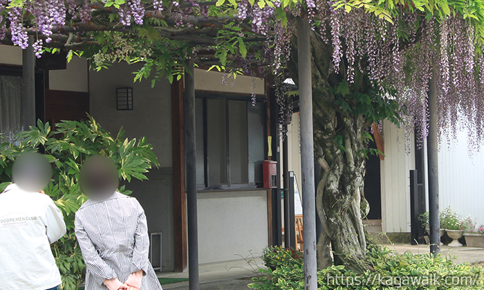 萬福寺の藤棚はとても綺麗に手入れされています