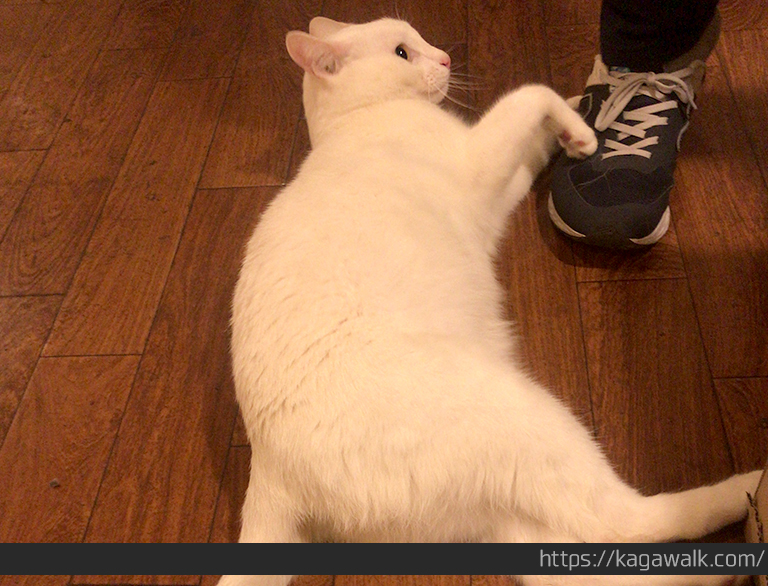 琴平のお好み焼き道の看板猫白猫のレオ君　人懐っこい
